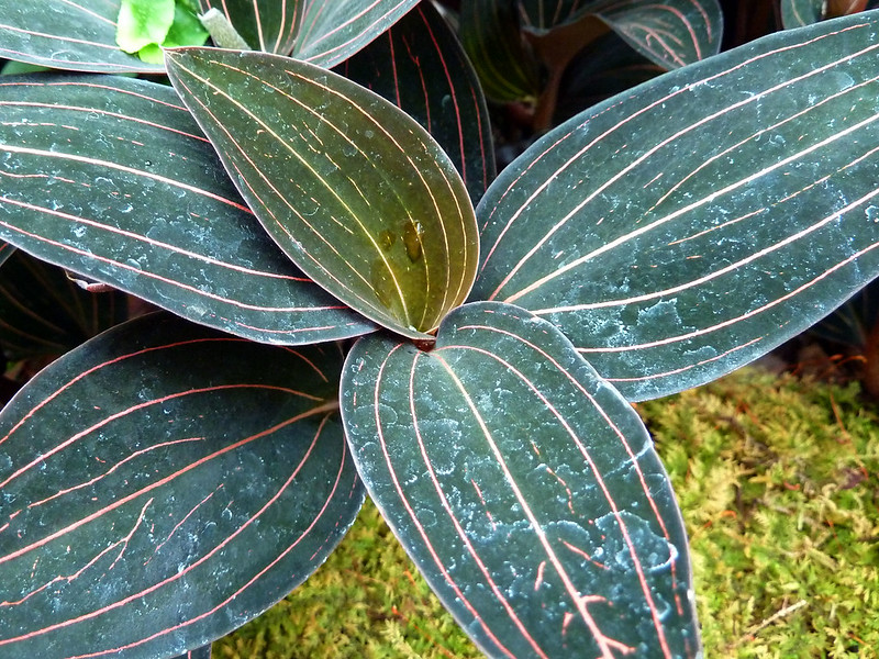 Ludisia discolor