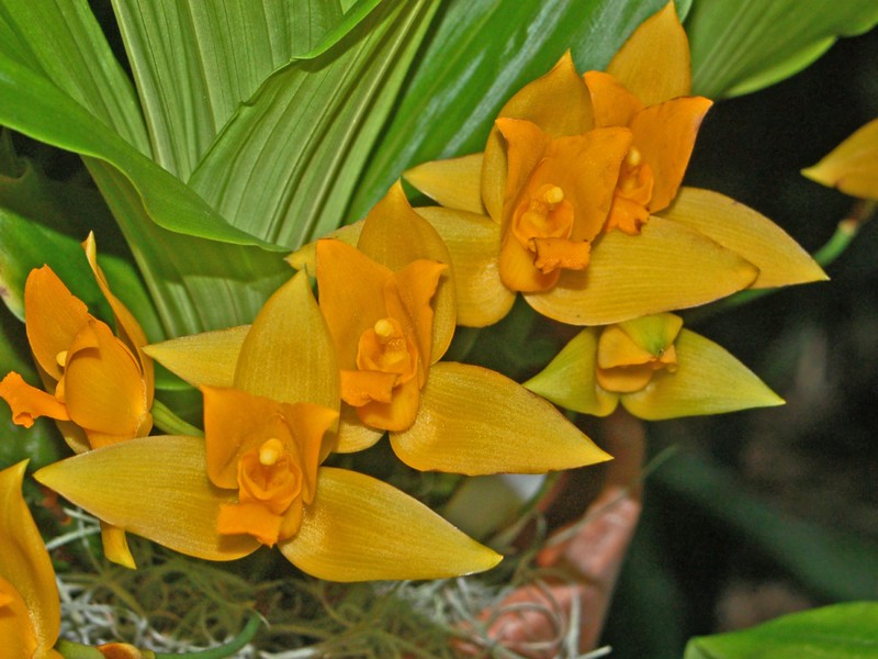 Lycaste aromatica