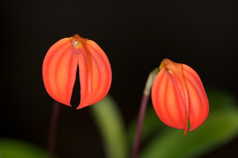 Masdevallia coccinea