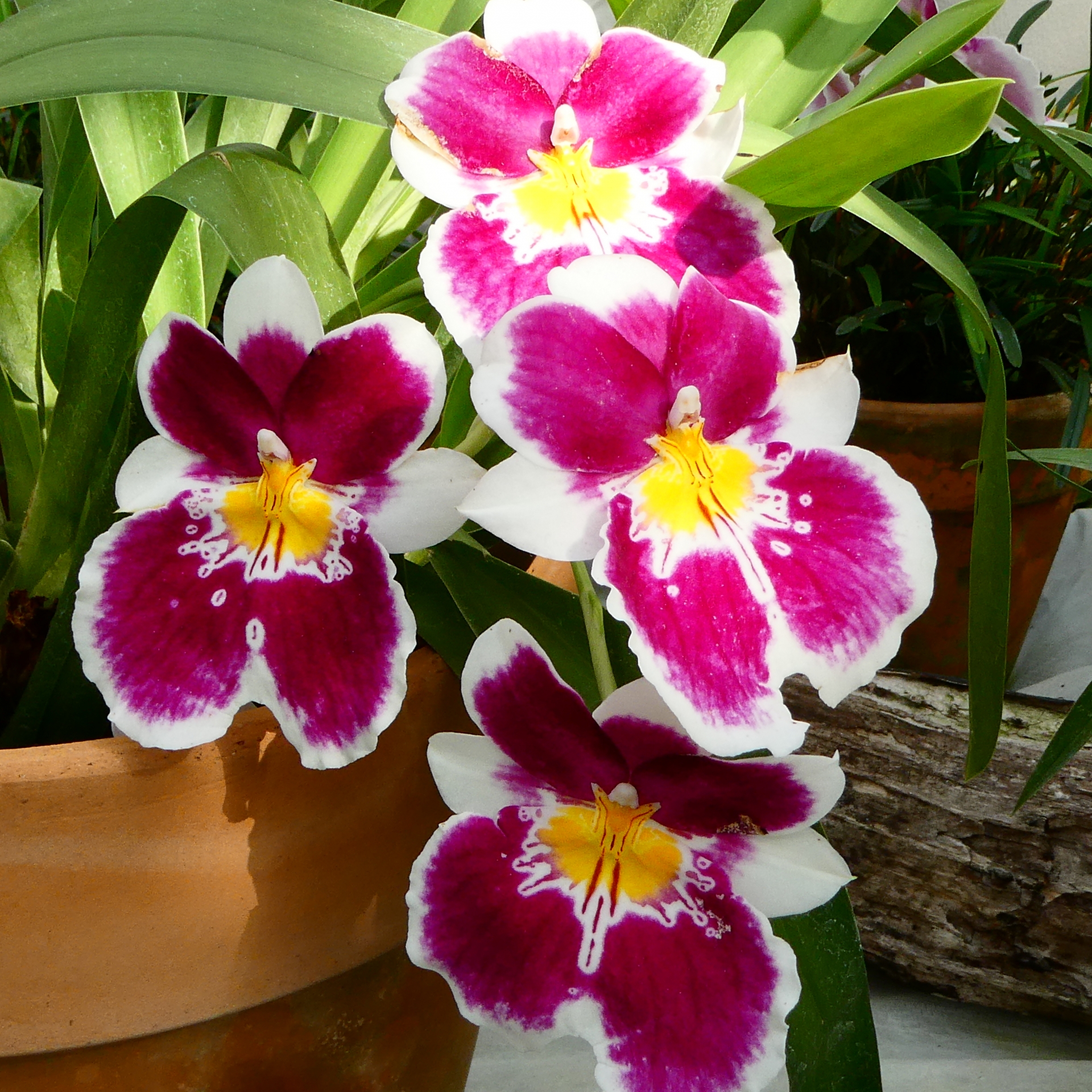 Miltonia spectabilis