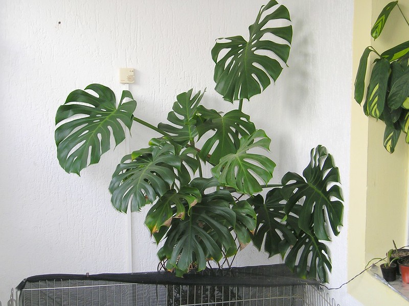 Monstera deliciosa