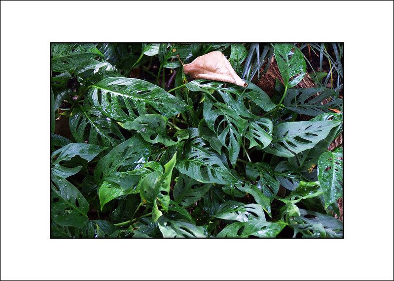 Monstera obliqua