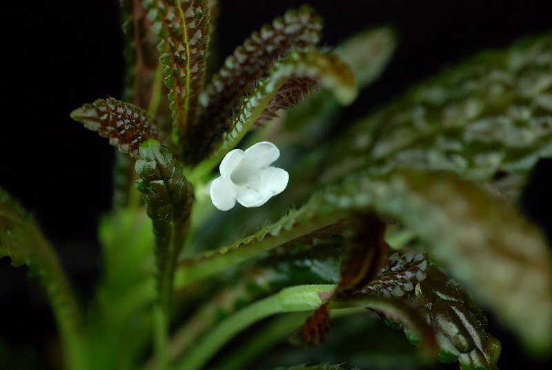 Nautilocalyx pemphoidii