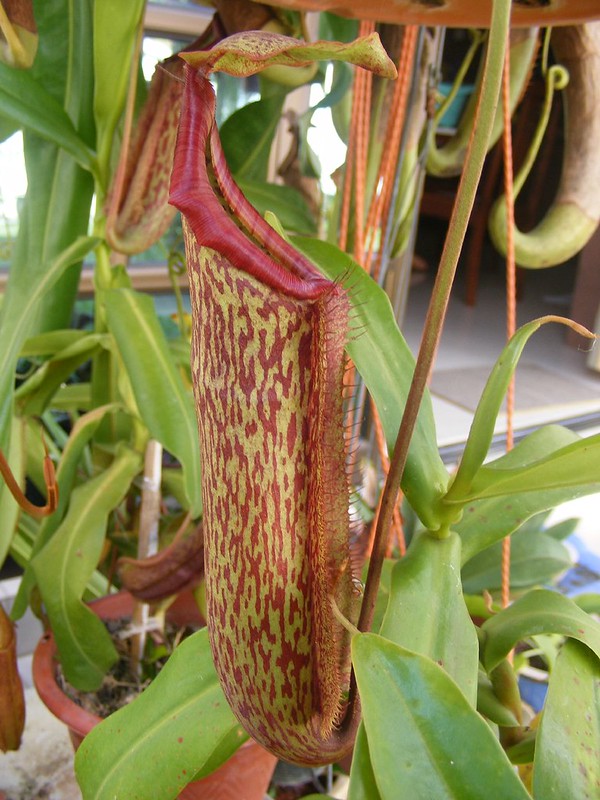 Nepenthes x miranda