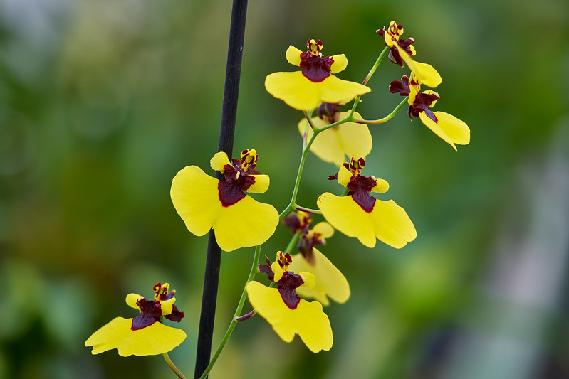 Oncidium varicosum