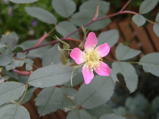 Rosa glauca