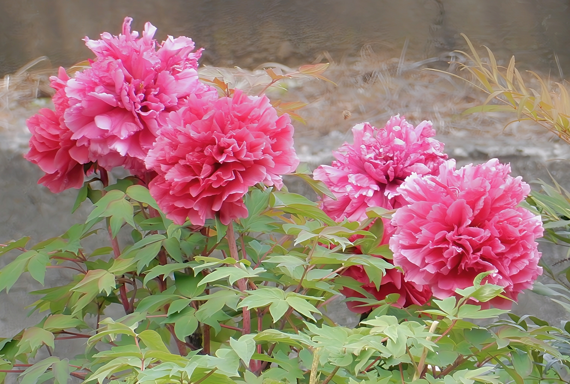 Paeonia suffruticosa