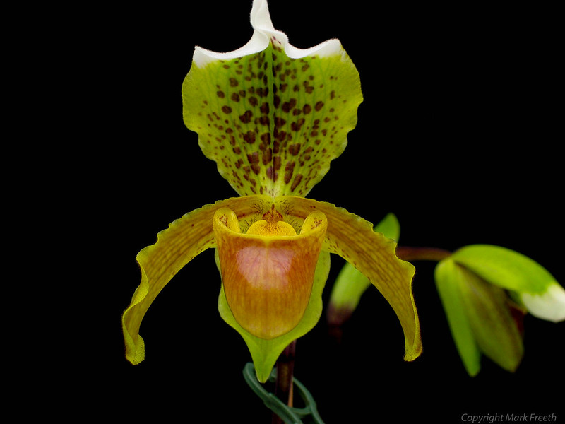 Paphiopedilum insigne