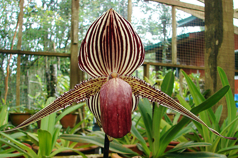 Paphiopedilum rothschildianum