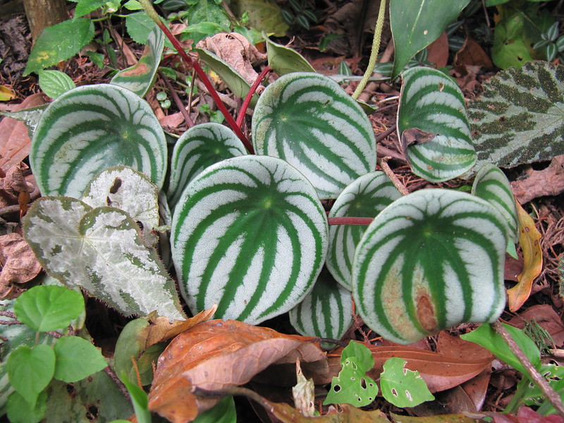 Peperomia argyreia