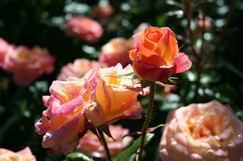 Portland roses