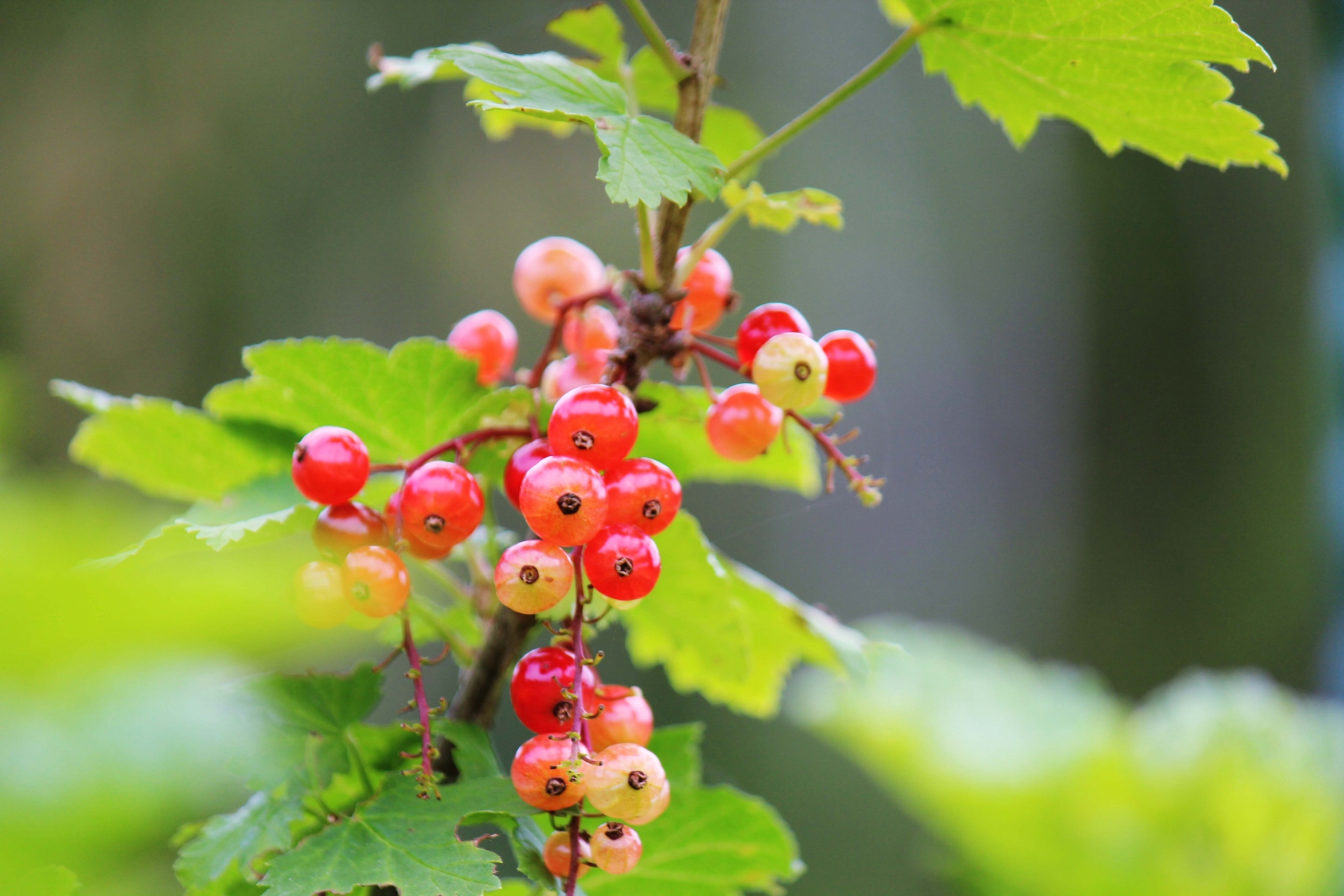 Ribes