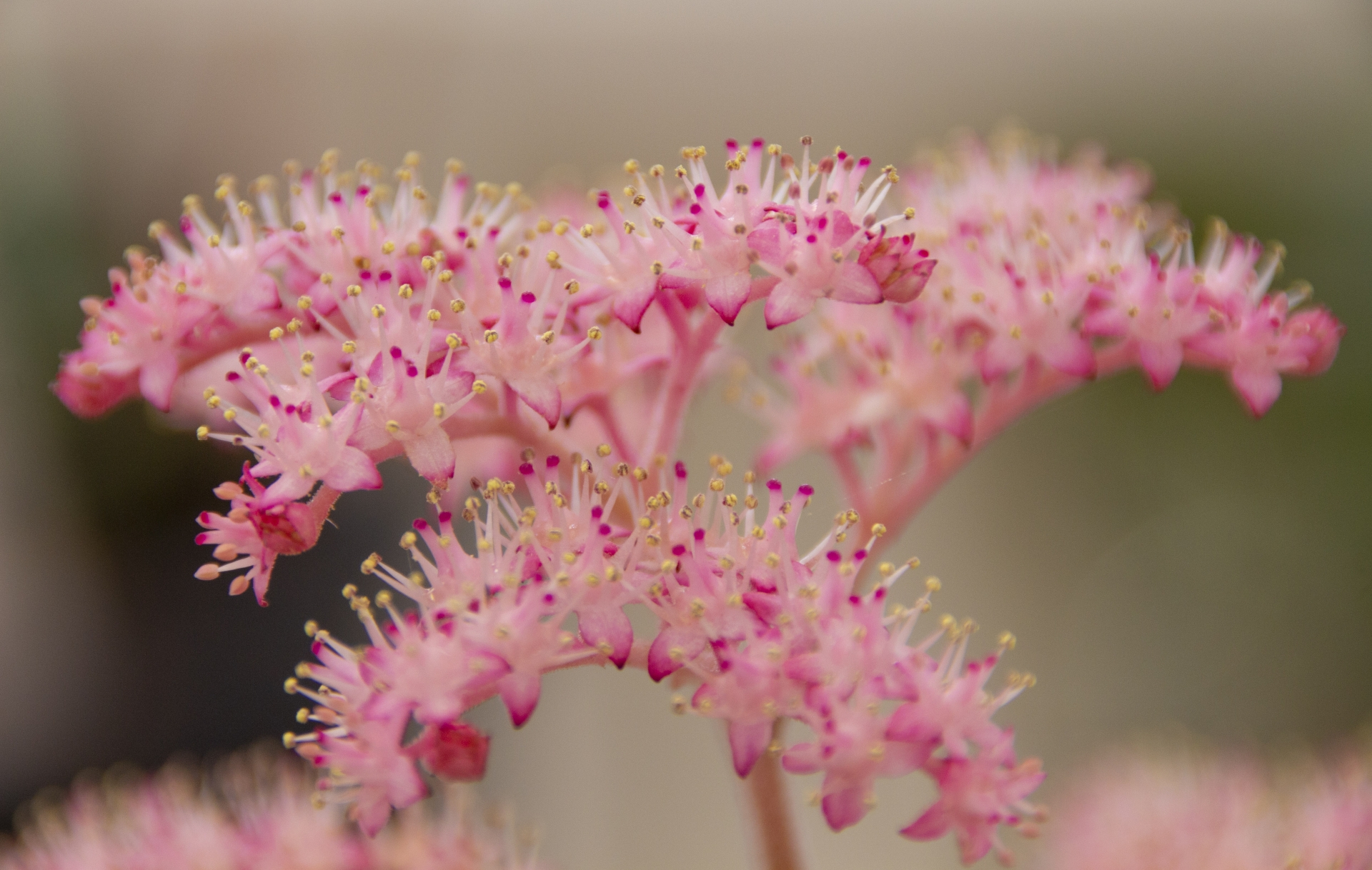 Rodgersia_m