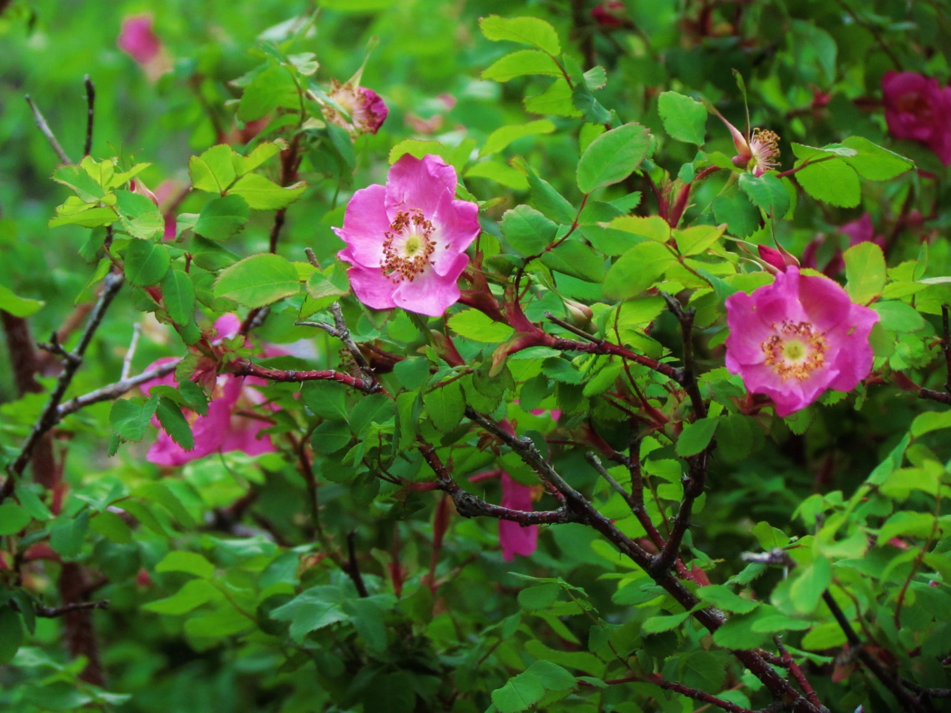 Rosa acicularis var. nipponensis