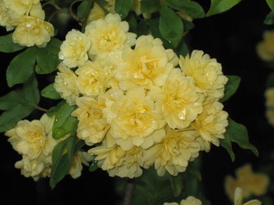 Rosa Banksiae Lutea