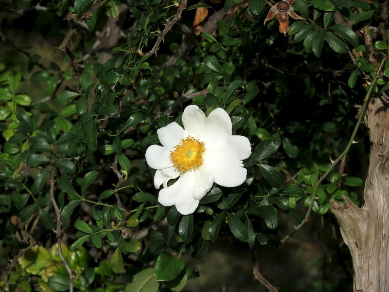 Rosa bracteata