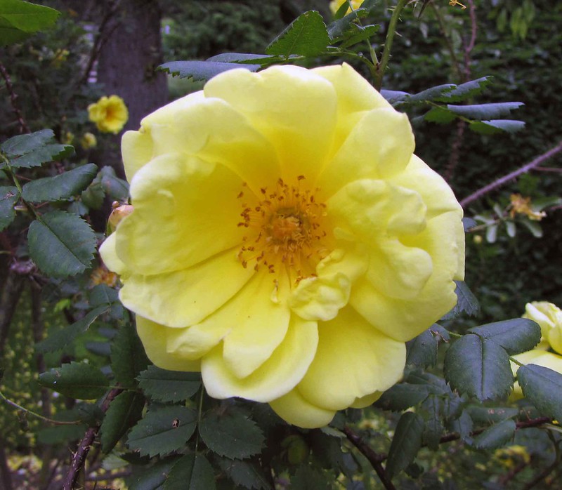 Rosa_foetida_persiana