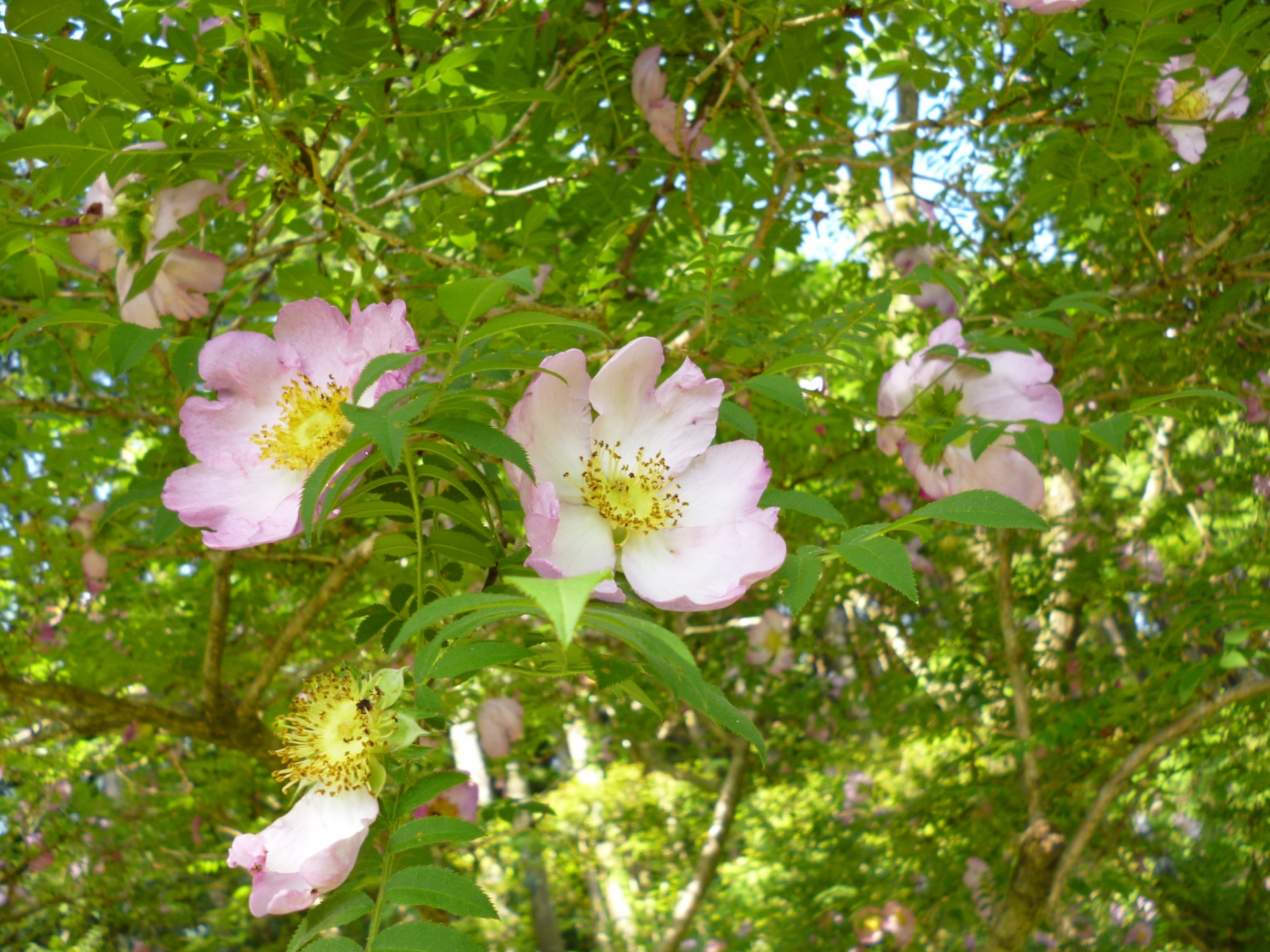 Rosa hirtula 