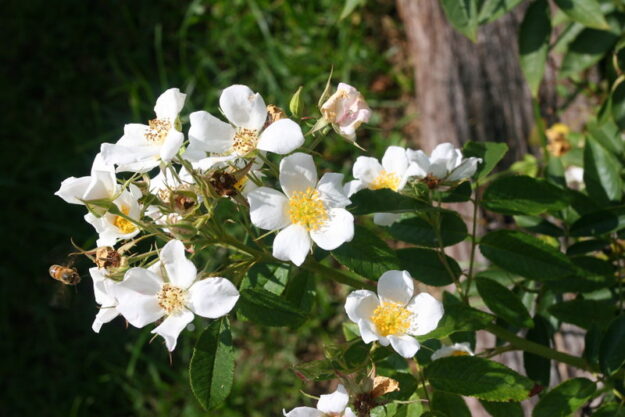 Rosa Moschata