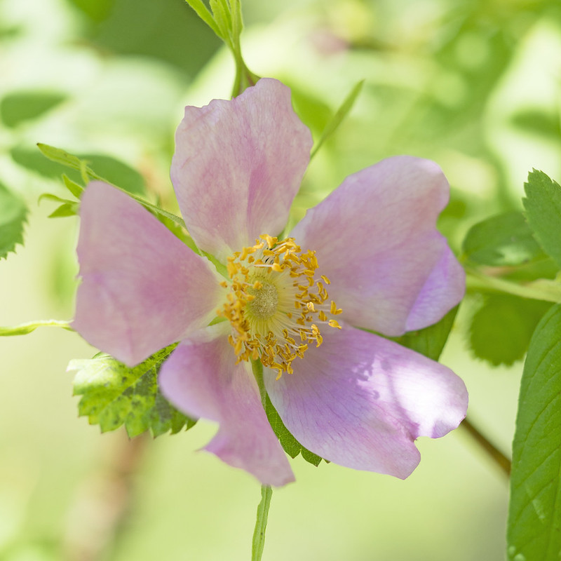 Rosa nipponensis