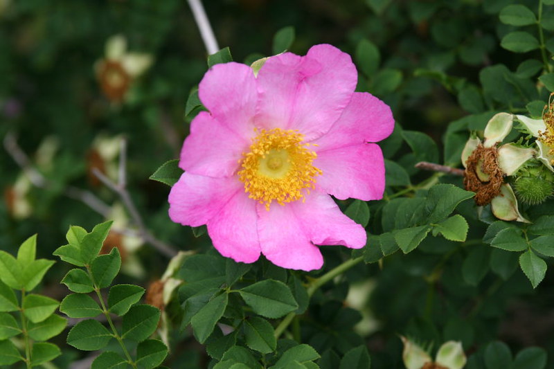 Rosa roxburghii