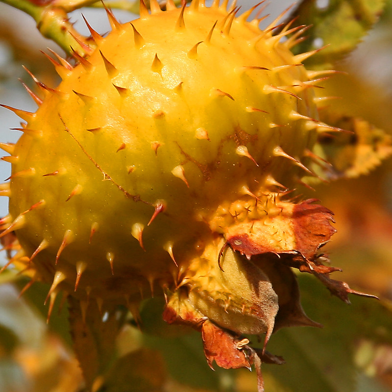 Rosa_roxburghii_fruit