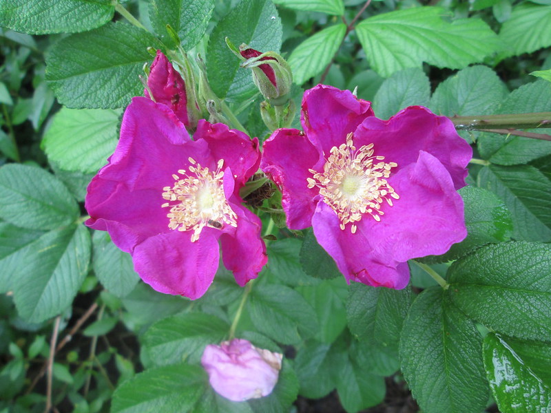 Rosa rugosa