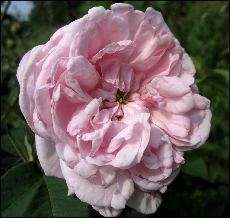 Rose Fantin Latour