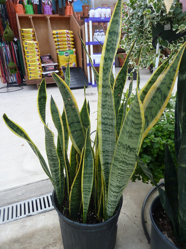 Sansevieria trifasciata