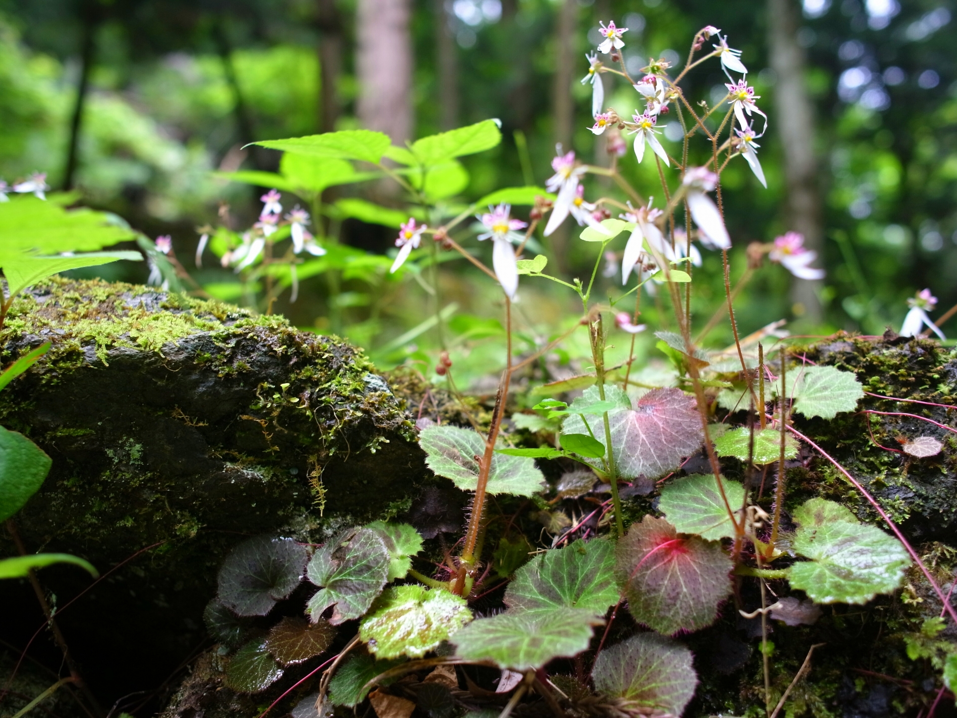 Saxifraga_stolonifera