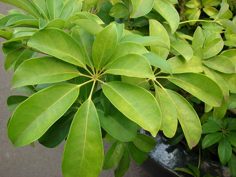 Schefflera arboricola