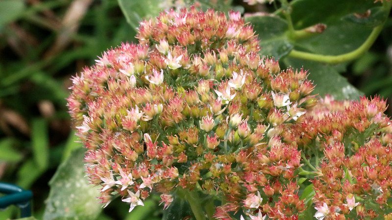 Sedum 'Autumn Joy'