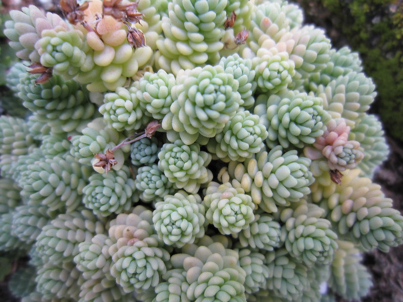 Sedum