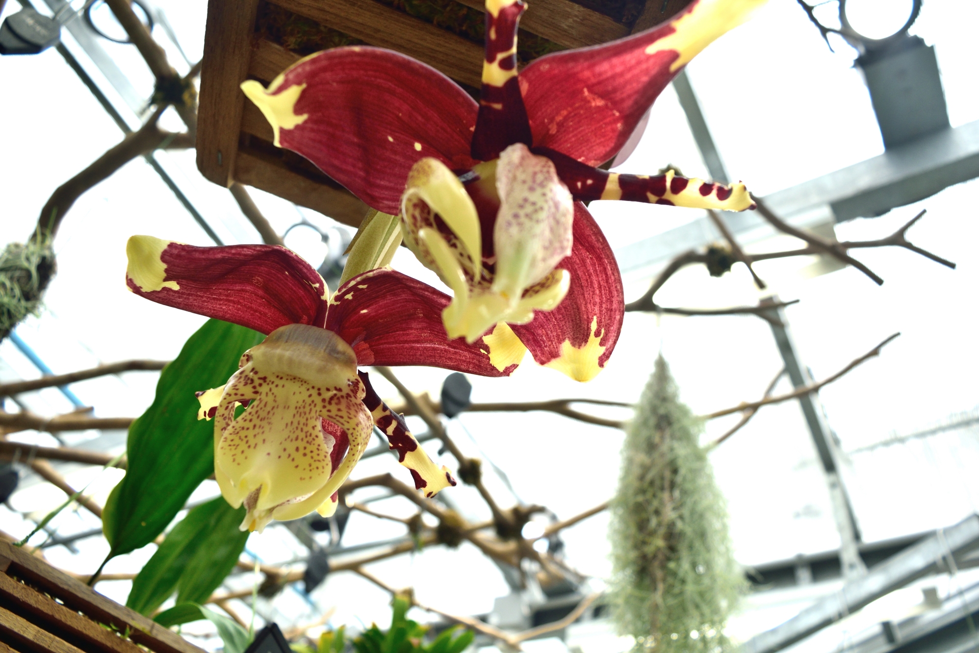 Stanhopea tigrina