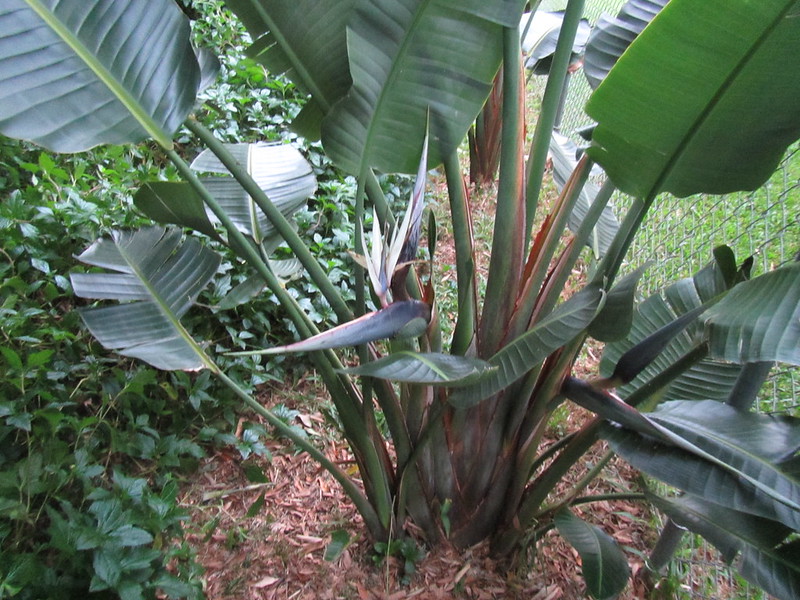 Strelitzia nicolai