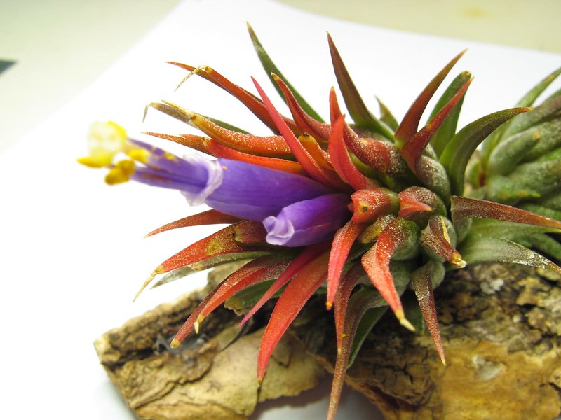 Tillandsia ionantha