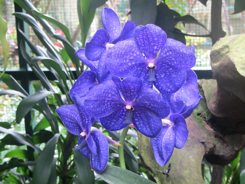 Vanda coerulea