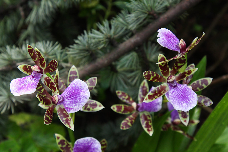 Zygopetalum mackayi