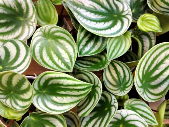 peperomia_m