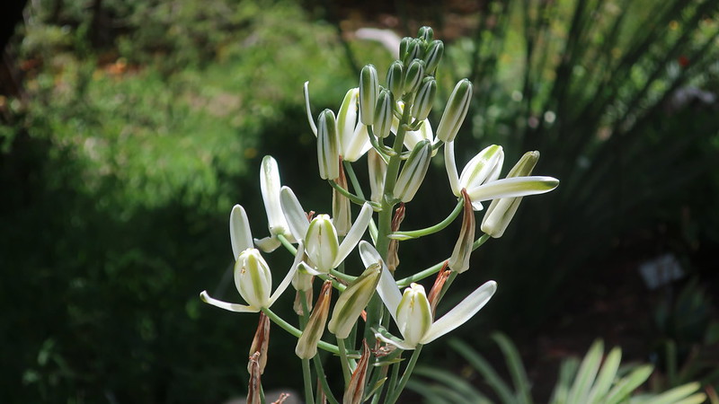 Albuca batteniana