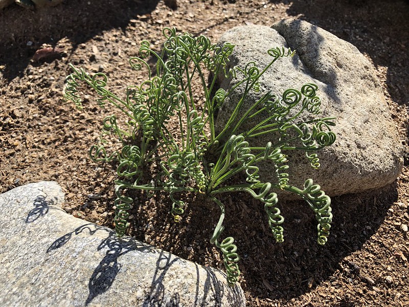 Albuca namaquensis