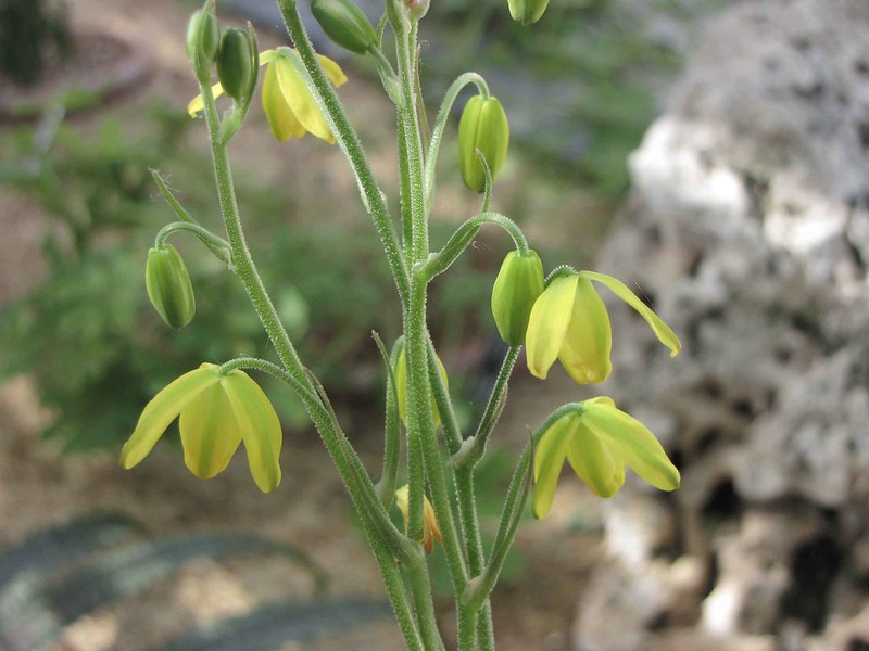 Albuca shawii