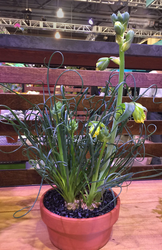 Albuca spiralis