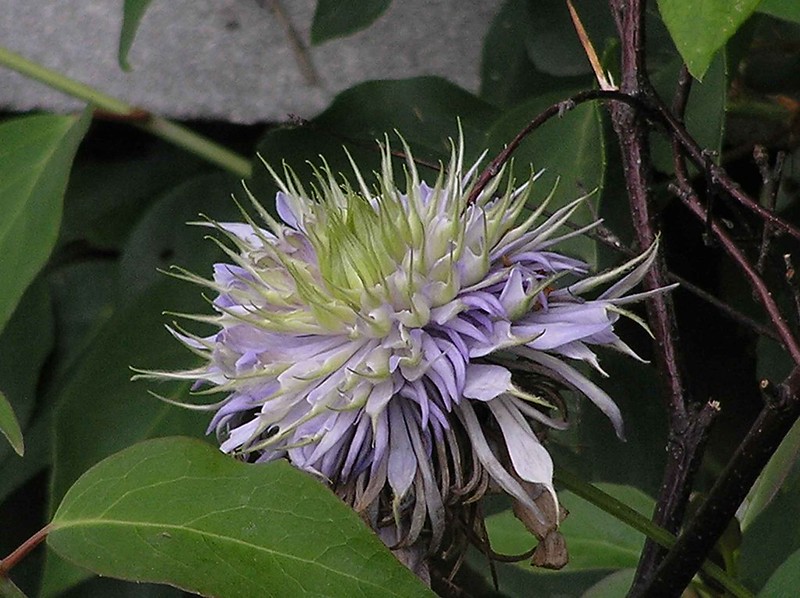 Clematis 'Blue Light'