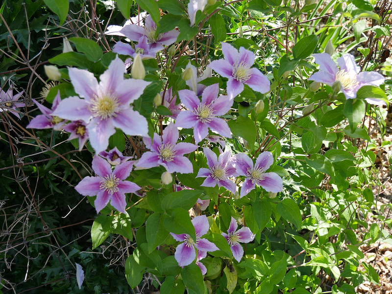 Clematis_Nelly_Moser_