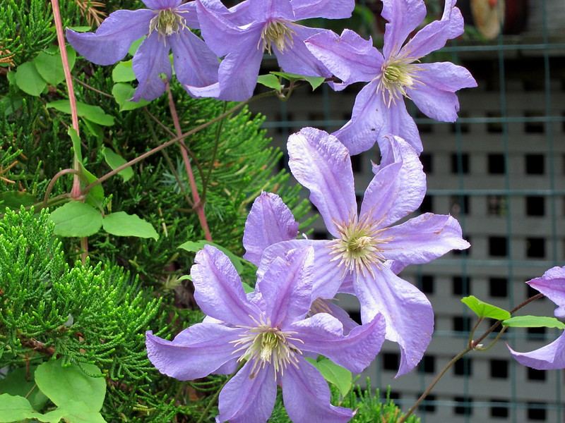 Clematis_Prince_Charles