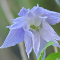 clematis_macropetala