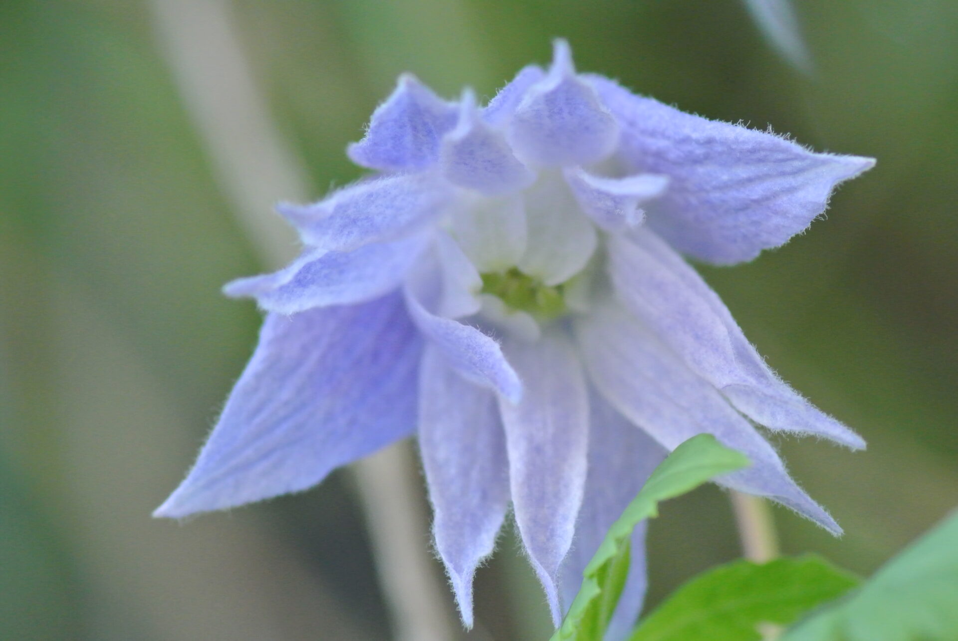 clematis_macropetala