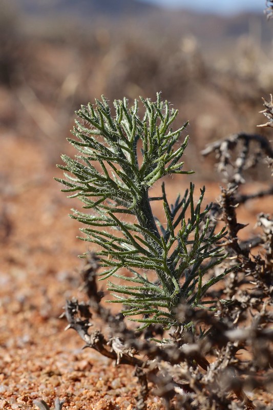 Eriospermum paradoxum