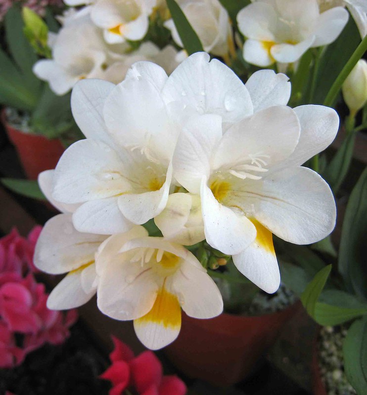 Freesia alba